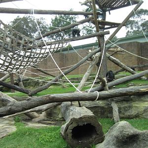 Chimp enclosure