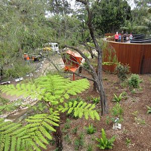 Tree Kangaroo enclosure