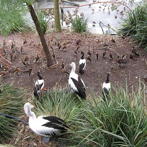 Waterbirds waiting for thir pond to be cleaned.