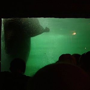 Underwater Elephant at Leipzig, 02/09/11