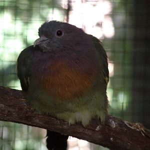 Pink-necked Green-Pigeon at Leipzig, 02/09/11