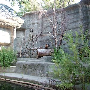 Coati Exhibit at Leipzig, 02/09/11