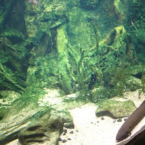 Australian Lungfish Exhibit - Gondwanaland, Leipzig, 02/09/11