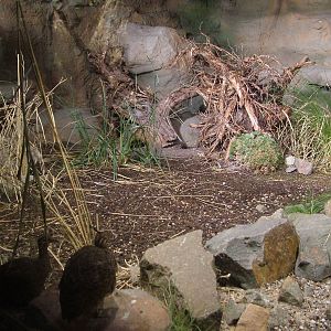 Tinamou Exhibit - Gondwanaland, Leipzig, 02/09/11