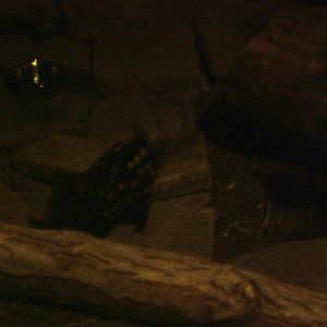 Eastern Quoll - Gondwanaland, Leipzig, 02/09/11