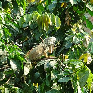 Green Iguana - Gondwanaland, Leipzig, 02/09/11