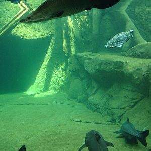 Amazon Tank - Gondwanaland, Leipzig, 02/09/11