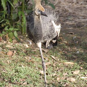 Eastern grey crowned crane, 01/10/2011
