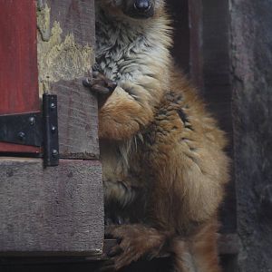 Blue-eyed black lemur, 01/10/2011