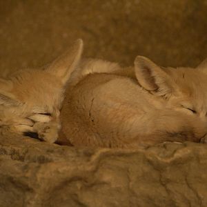 Fennec fox pair 01/10/2011