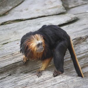 Golden-headed lion tamarin 01/10/2011