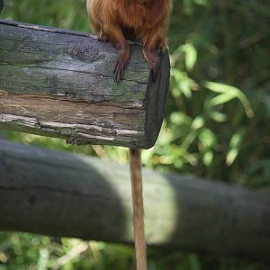 Golden lion tamarin 01/10/2011