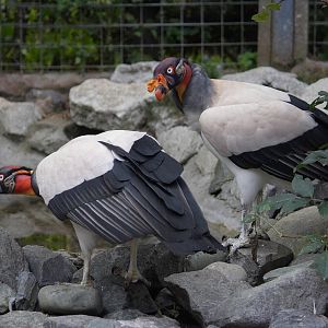 King vultures 01/10/2011