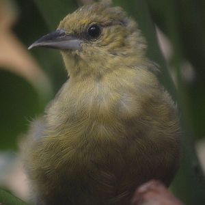 Monsterrat oriole fledgling 01/10/2011