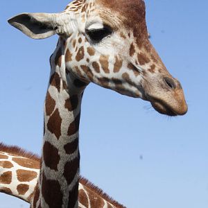 Reticulated giraffe 01/10/2011