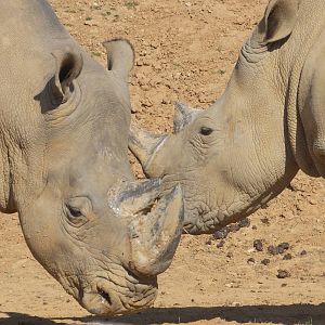 White rhinos 01/10/2011