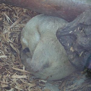 Long-tailed tamandua, 01/10/2011