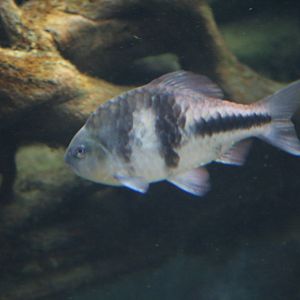 Spanner barb, 01/10/2011