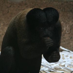 Red-backed bearded saki, 01/10/2011