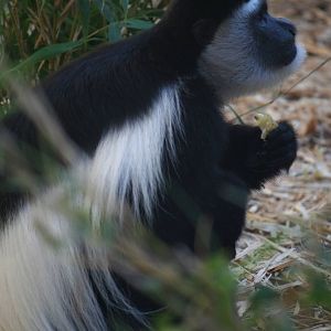 Eastern colobus, 01/10/2011