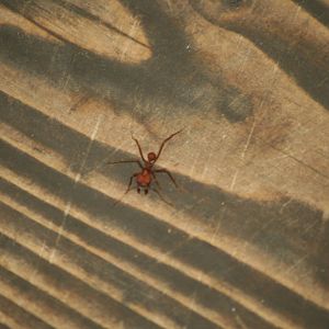 Leaf-cutter ant, 01/10/2011