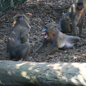 Mandrill youngsters, 01/10/2011