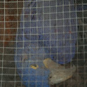 Stuffed hyacinth macaw, 01/10/2011
