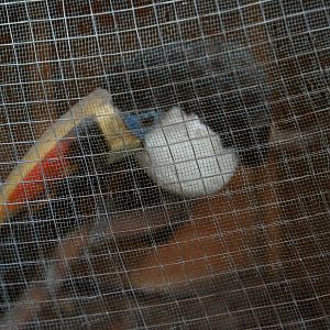 Stuffed red-billed toucan, 01/10/2011