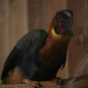 Rufous hornbill, 01/10/2011