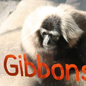 Pileated gibbon stating the obvious, 01/10/2011