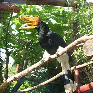 Sumatran rhinoceros hornbill, 01/10/2011