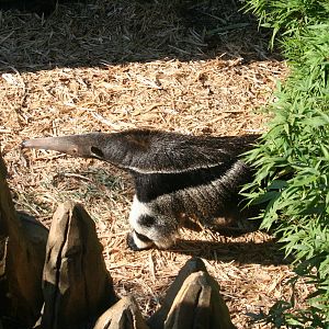 Giant anteater, 01/10/2011