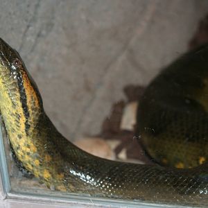 Green anaconda, 01/10/2011