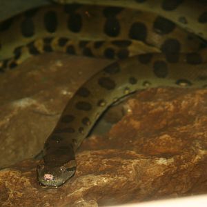 Green anacona, 01/10/2011