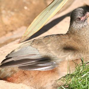 Chaco chachalaca, 01/10/2011