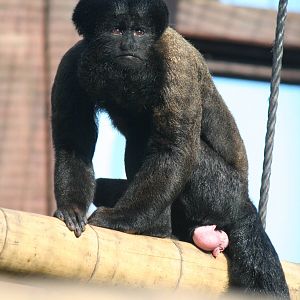 Red-backed bearded saki, 01/10/2011