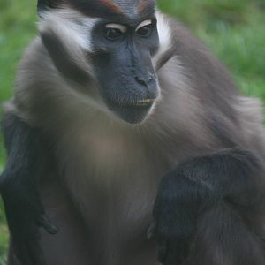 Cherry-crowned mangabey, 01/10/2011