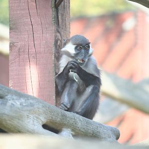 Cherry crowned mangabey youngster, 01/10/2011