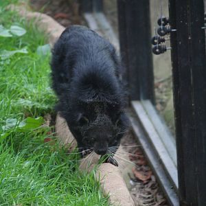 Binturong, 01/10/2011