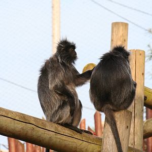 Silvery leaf monkey, 01/10/2011