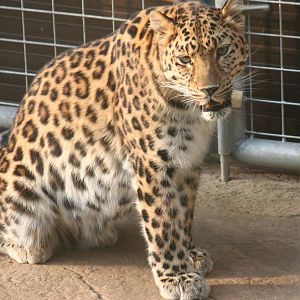 Amur leopard, 01/10/2011