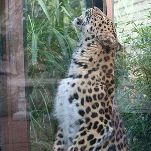 Amur leopard, 01/10/2011