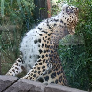 Amur leopard, 01/10/2011