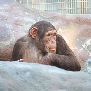 Chocolate chimpanzee, 01/10/2011