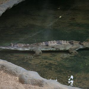 Slender-snouted crocodile, 01/10/2011