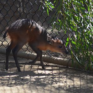 Juvenile Red-flanked Duiker