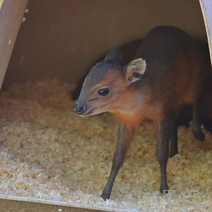 Juvenile Red-flanked Duiker