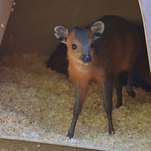 Juvenile Red-flanked Duiker