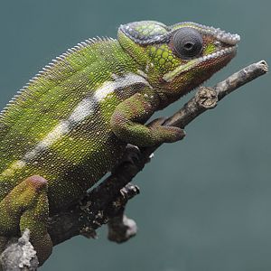Panther chameleon