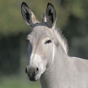 Somali wild ass
